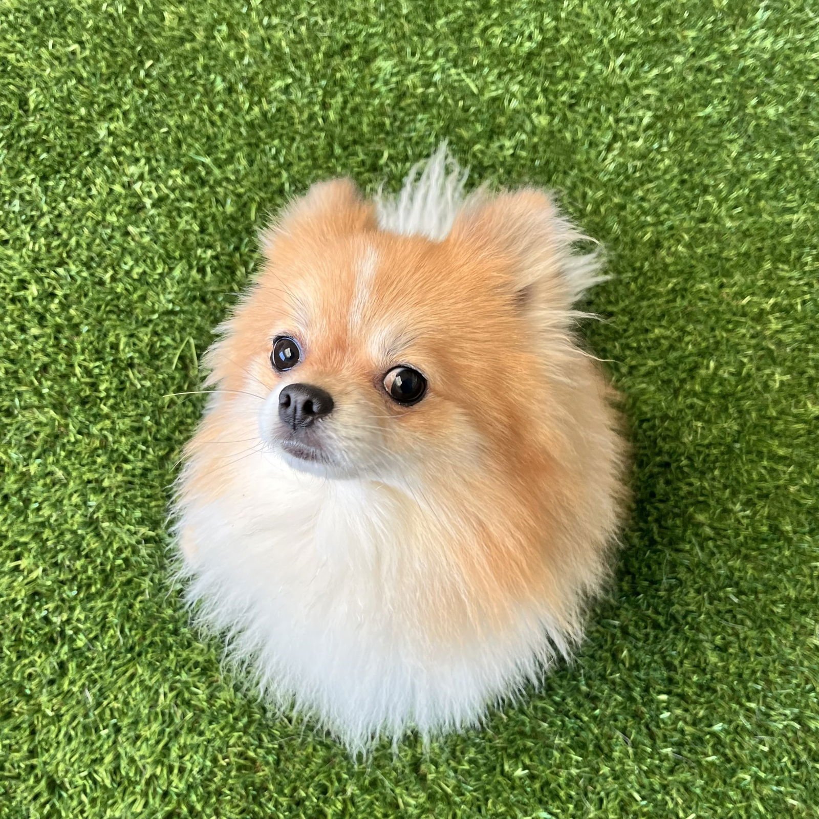 PLUTO - Pomeranian available for adoption