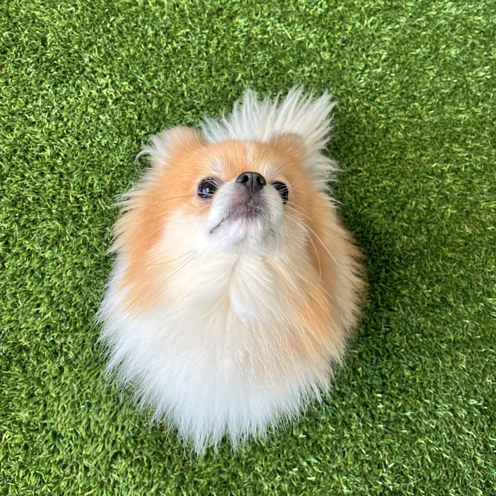 PLUTO - Pomeranian available for adoption