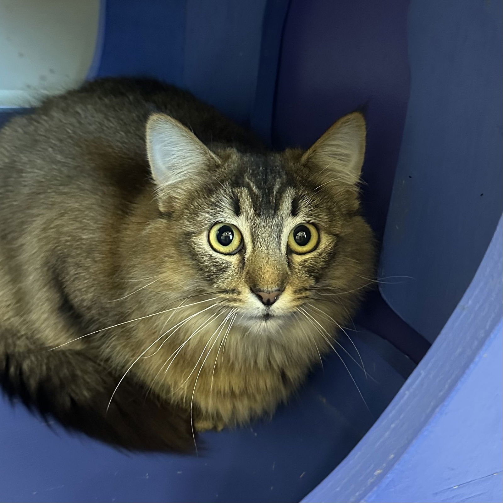 BOO-BERRY - Domestic Medium Hair available for adoption