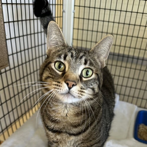 NERON - Domestic Short Hair available for adoption
