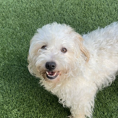 NOKIA - Terrier available for adoption