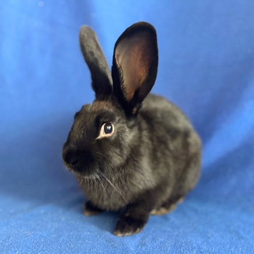 MR CASHEW - Shorthaired Rabbit available for adoption