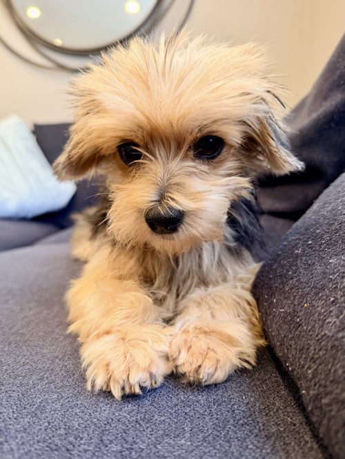 GIGI THE SENIOR! - Yorkshire Terrier Yorkie available for adoption