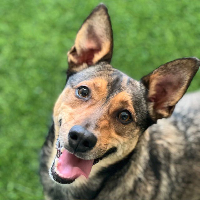 LADYBUG - Terrier available for adoption