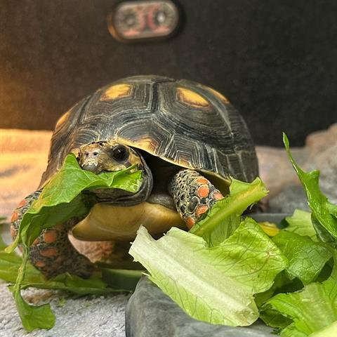 TORTELLINI - Red-footed Tortoise available for adoption