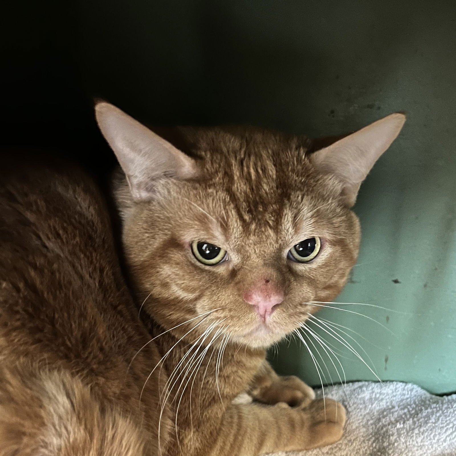 BRUNO - Domestic Short Hair available for adoption