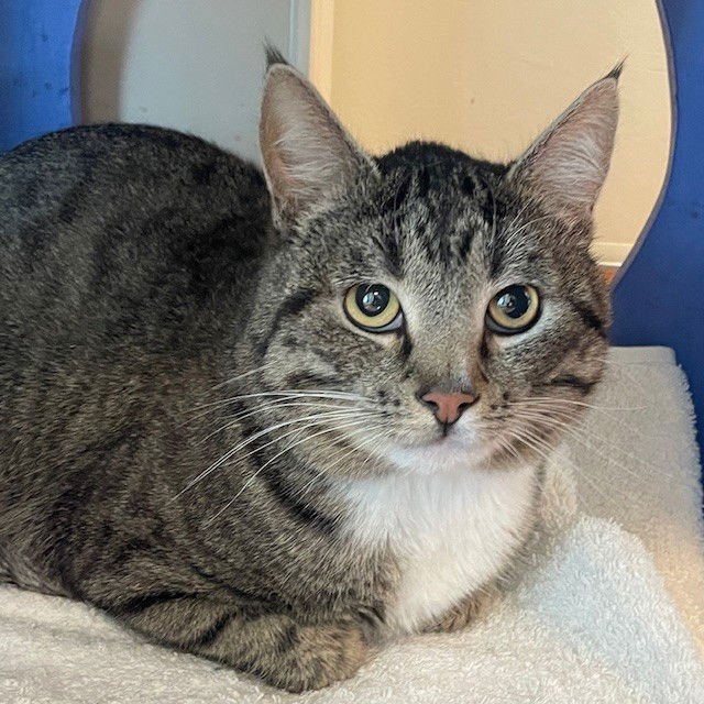 MICHO - Domestic Short Hair / Tabby available for adoption