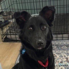 ERIN - Border Collie / Shepherd available for adoption