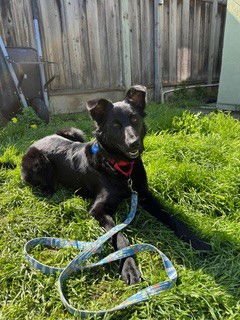 ERIN - Border Collie / Shepherd available for adoption