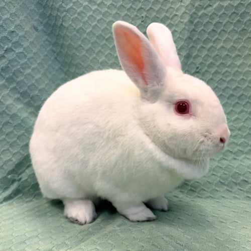 JUNO - Shorthaired Rabbit available for adoption