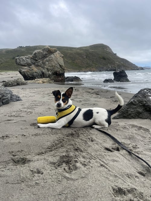 MANCHAS - Jack Russell Terrier available for adoption