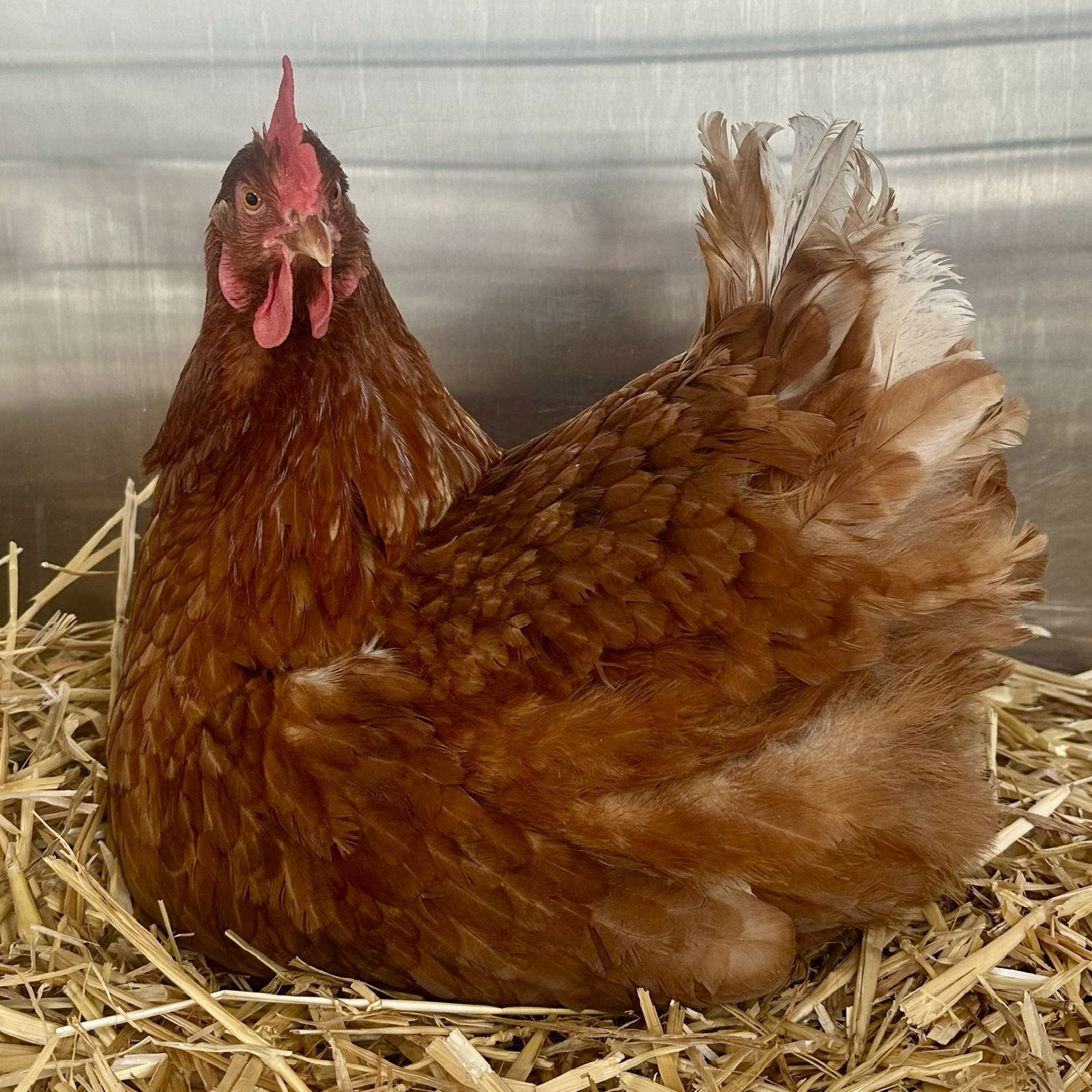HENS! - Chicken available for adoption