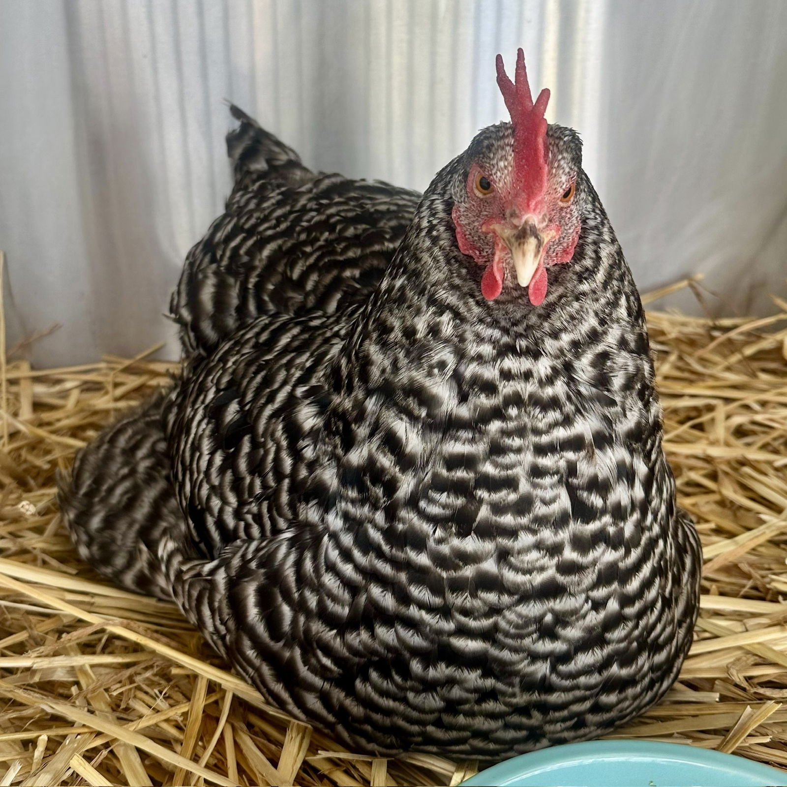 HENS! - Chicken available for adoption