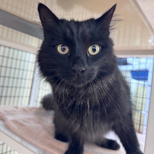 STORM - Domestic Medium Hair available for adoption