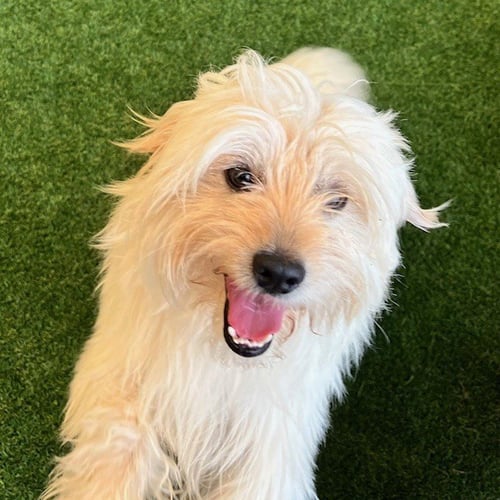 TOBBY - Terrier available for adoption