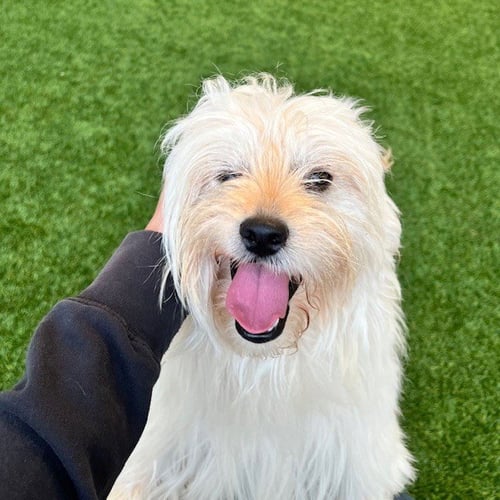 TOBBY - Terrier available for adoption