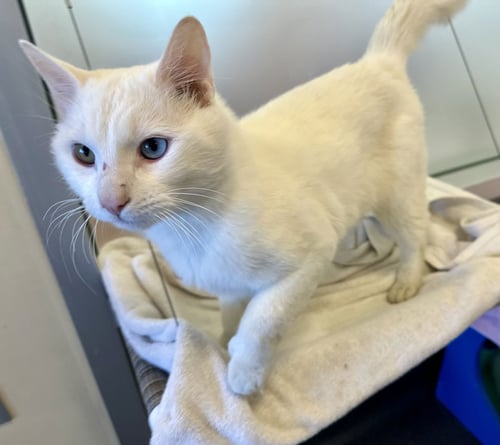 CLAWDE - Domestic Short Hair available for adoption