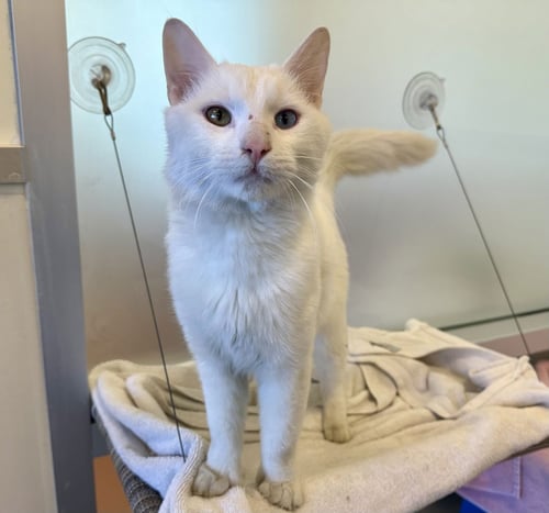 CLAWDE - Domestic Short Hair available for adoption