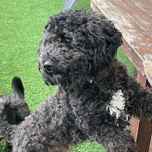 GABINO - Poodle (Miniature) available for adoption