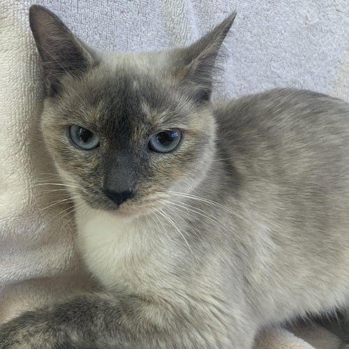 SHIRO & KURO - Siamese available for adoption