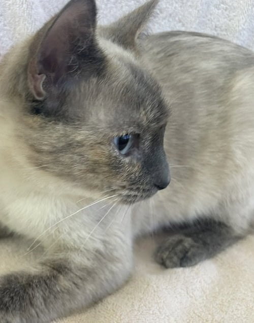 SHIRO & KURO - Siamese available for adoption