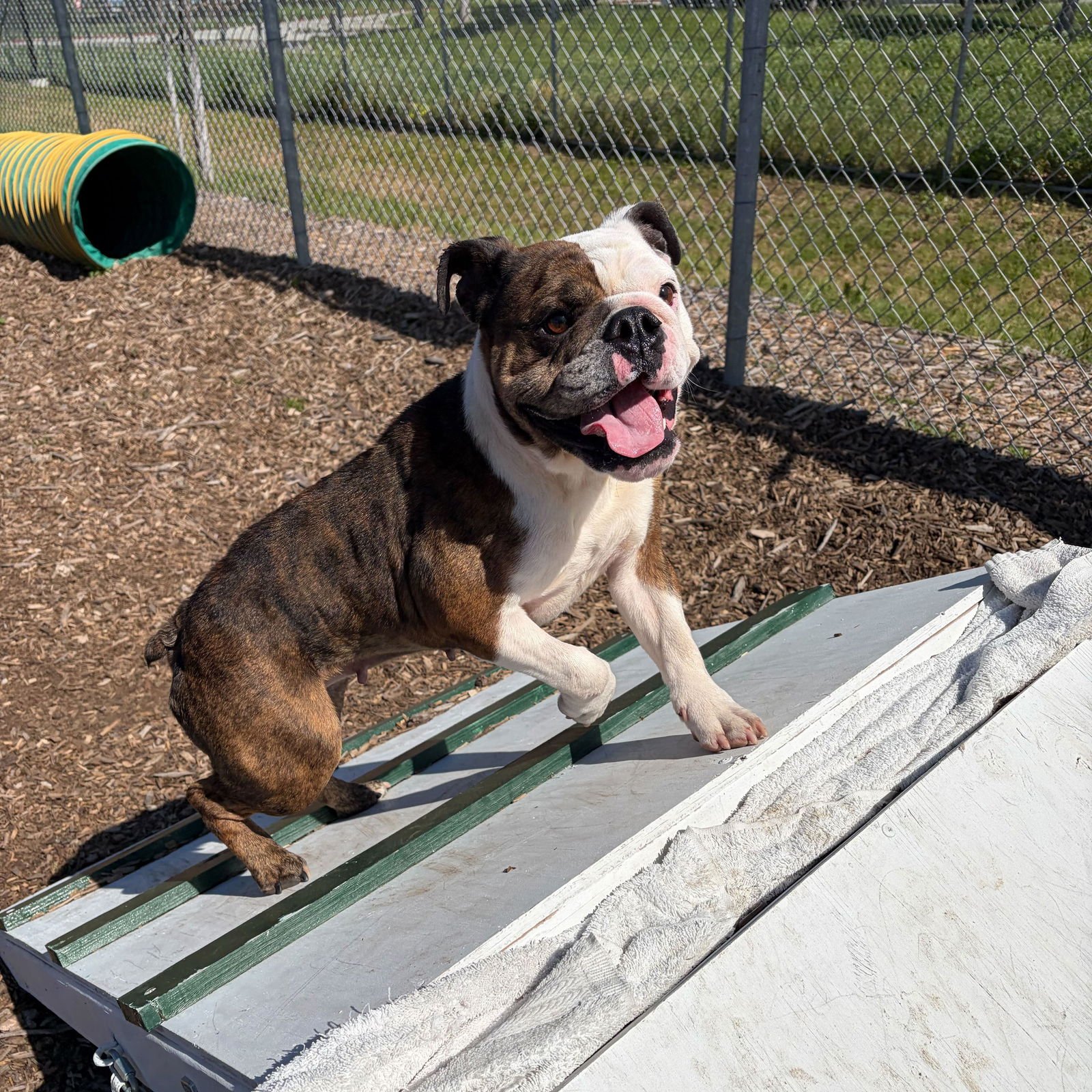 MABEL - Bulldog available for adoption