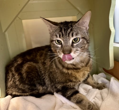 JACK & OLIVER - Domestic Short Hair available for adoption