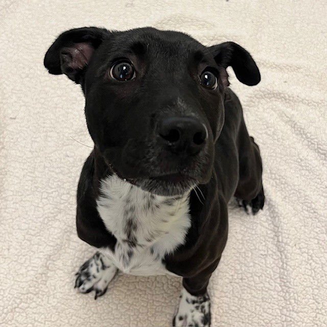 DARYA THE PUPPY! - Pit Bull Terrier available for adoption