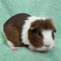 Mint and Chip - Photo 3