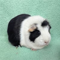 Mint and Chip - Photo 2