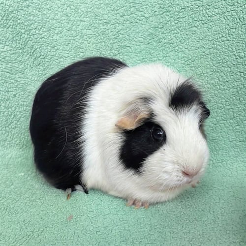 MINT AND CHIP - Guinea Pig available for adoption