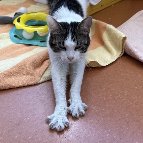 LITTLE LADY - Domestic Short Hair available for adoption