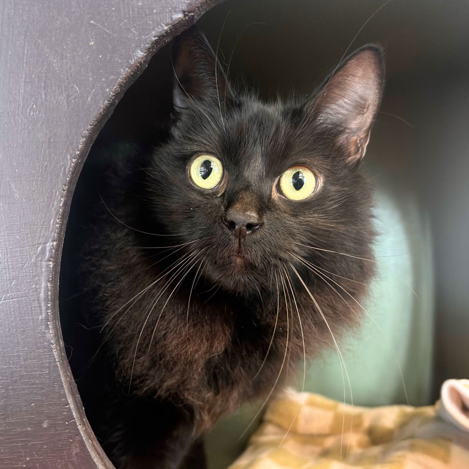 PROSCIUTTO & JAMON - Domestic Medium Hair / Domestic Short Hair available for adoption