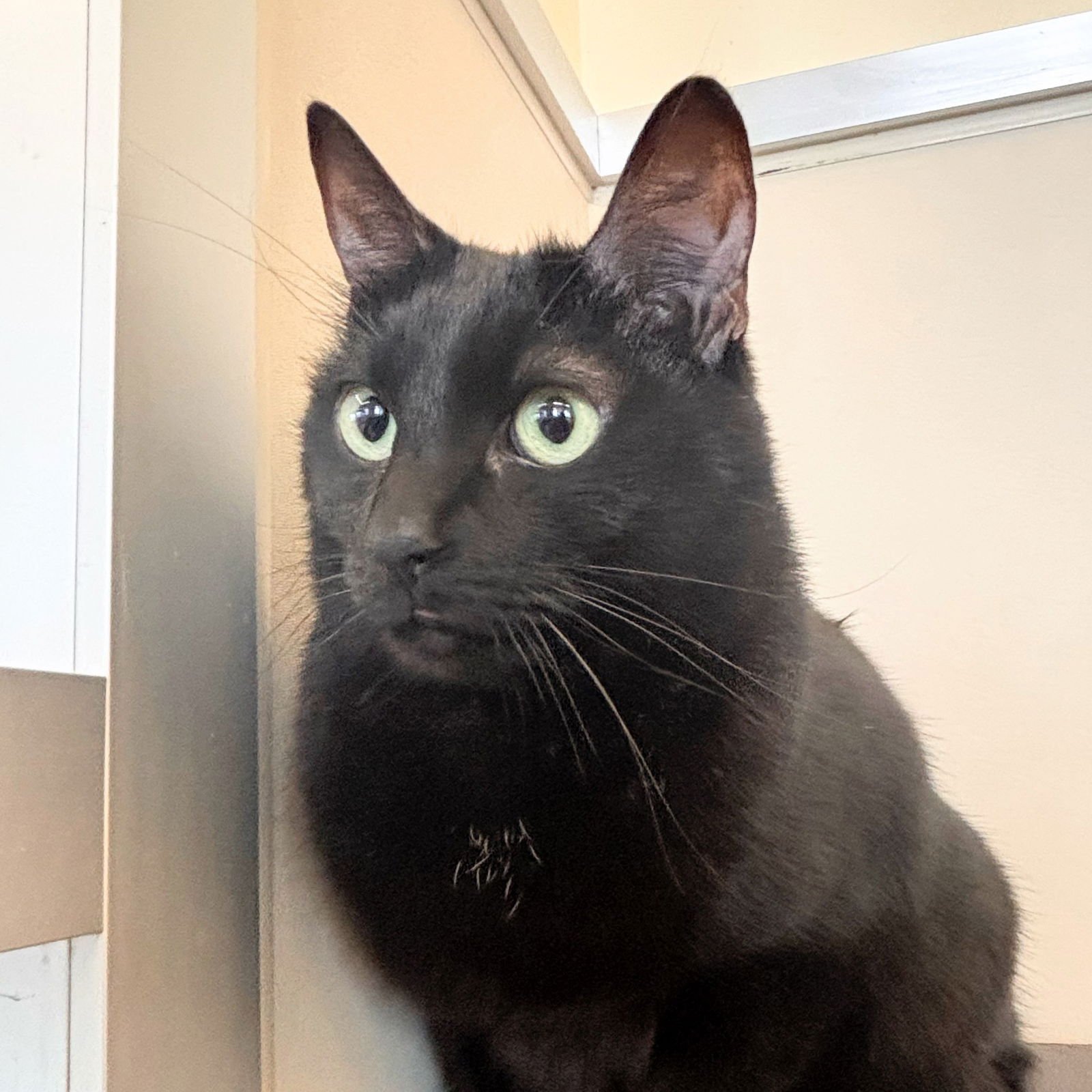 PROSCIUTTO & JAMON - Domestic Medium Hair / Domestic Short Hair available for adoption