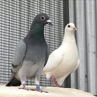 Lavender & Jeffrey - Photo 2