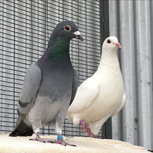 LAVENDER & JEFFREY - Pigeon available for adoption