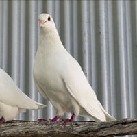 Lavender & Jeffrey - Photo 4
