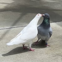 Lavender & Jeffrey - Photo 1