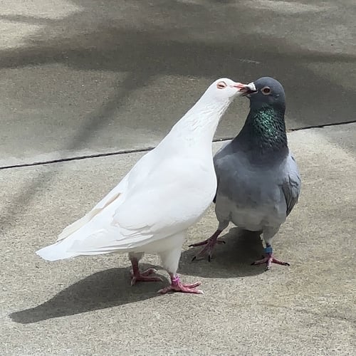 LAVENDER & JEFFREY - Pigeon available for adoption