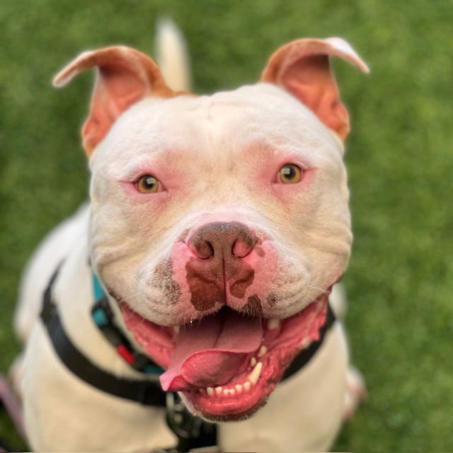 MIKLO - Pit Bull Terrier available for adoption