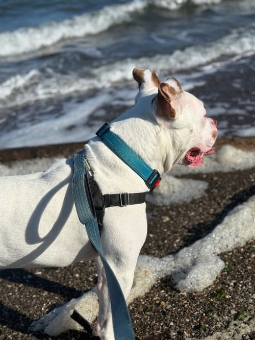 MIKLO - Pit Bull Terrier available for adoption