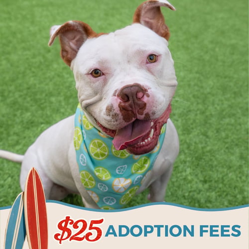 MIKLO - Pit Bull Terrier available for adoption