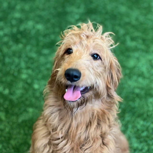 QUINN - Golden Retriever / Poodle (Standard) available for adoption