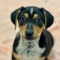 Mayo the Puppy! - Photo 1