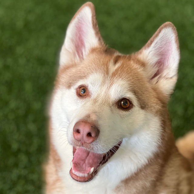 CALI - Husky available for adoption