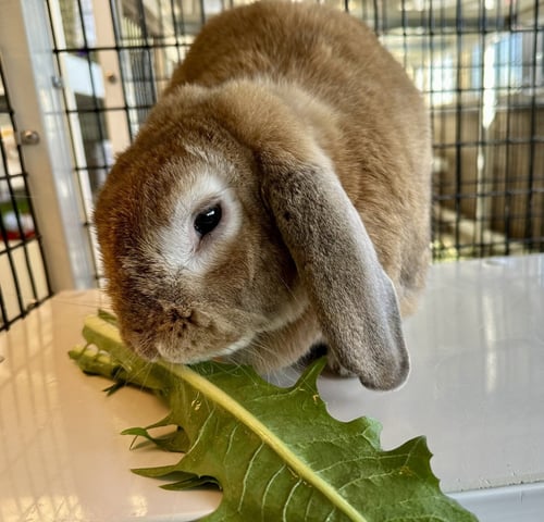 BLONDIE - Tan available for adoption