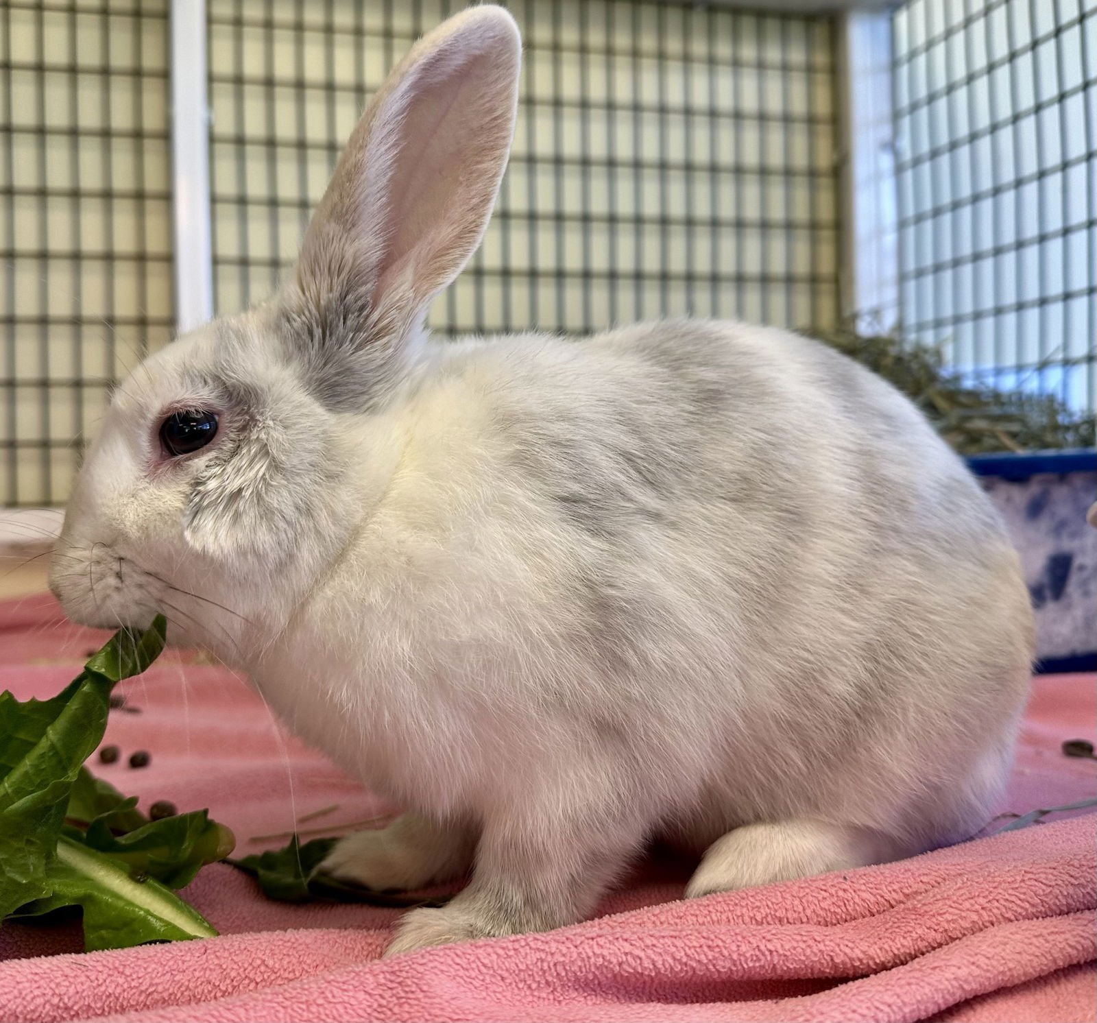 WILLY WONKA - Shorthaired Rabbit available for adoption