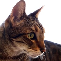 Sherman - Photo 4