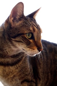 Sherman - Photo 2