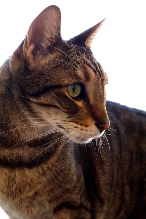 SHERMAN - Tabby available for adoption